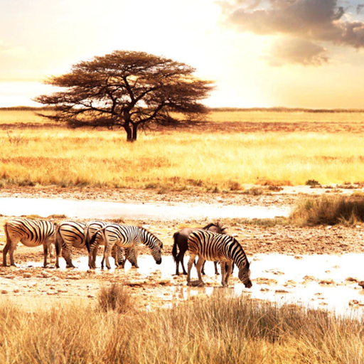 African Animals Zebra Savanna Wallpaper Preview